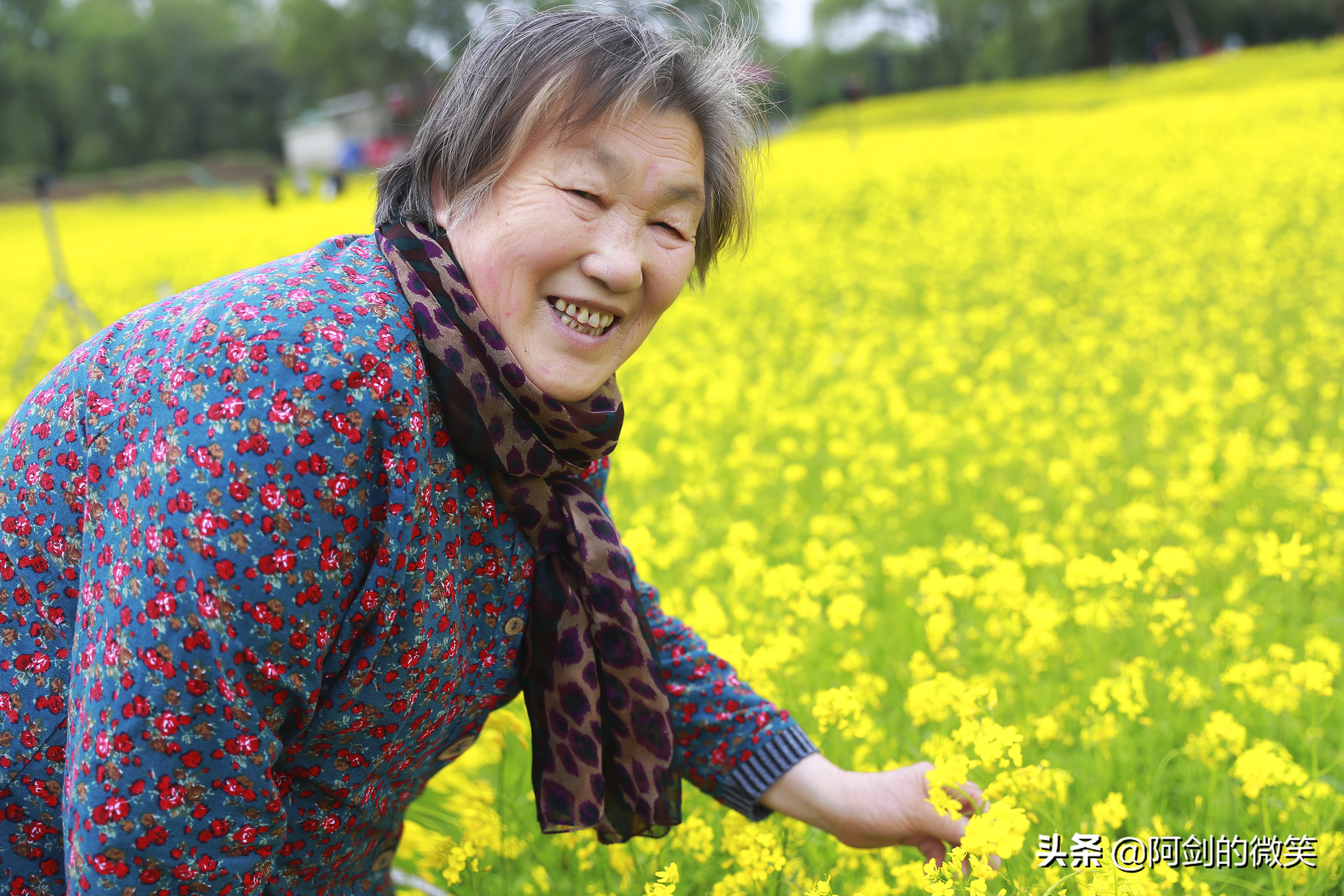 沈阳十一假期哪里有花海,沈阳玫瑰小镇温泉花海两日游