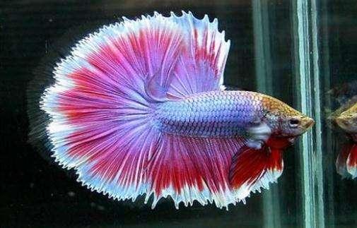 最嘴贱的观赏鱼,嘴很贱的观赏鱼有哪些