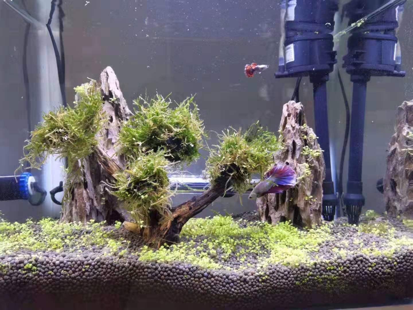 怎样看观赏鱼的状态,怎么判断观赏鱼的健康状况