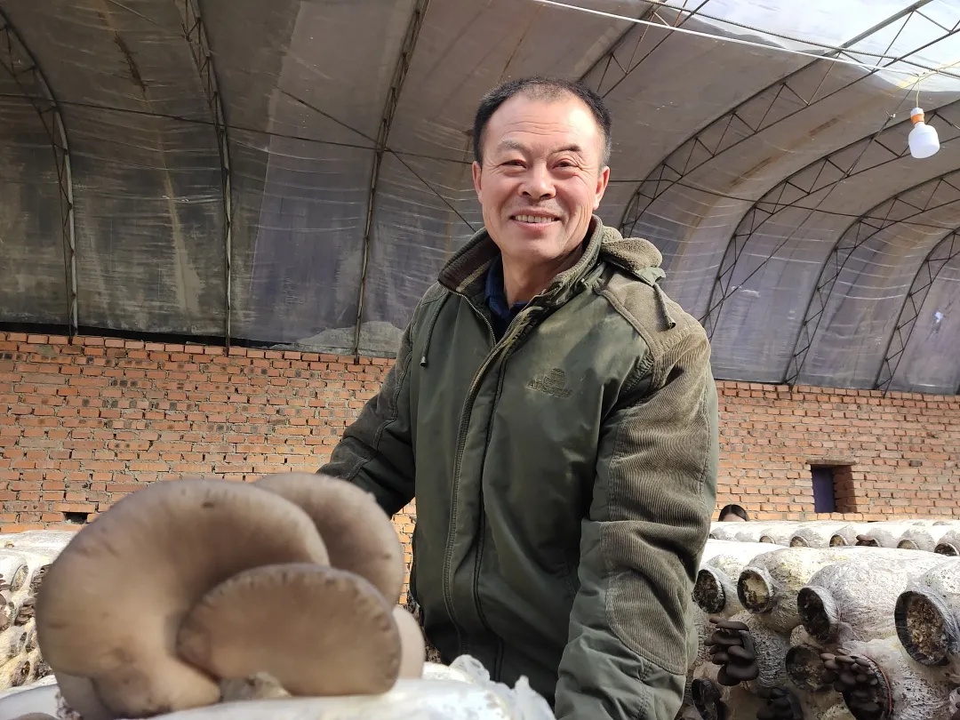 乡村振兴太康种植平菇撑起致富伞,小平菇撑起农民致富伞
