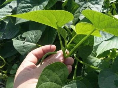 薯叶种植技术及亩产,薯叶种植技巧