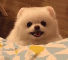 刨土刨水刨坑刨沙发，对于一只寂寞的狗子而言，万物皆可刨