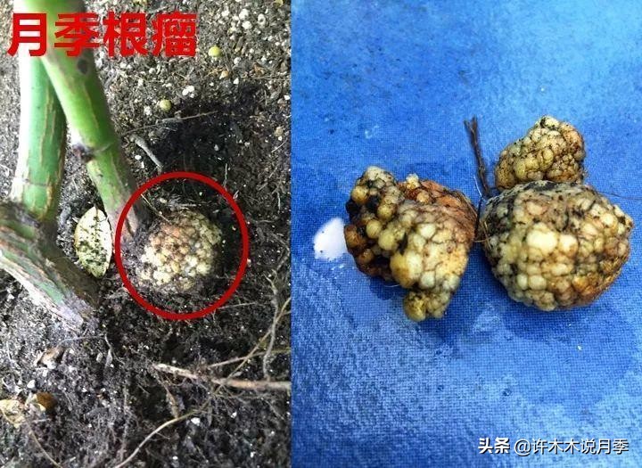 月季根瘤预防,月季根瘤传染别的植物吗