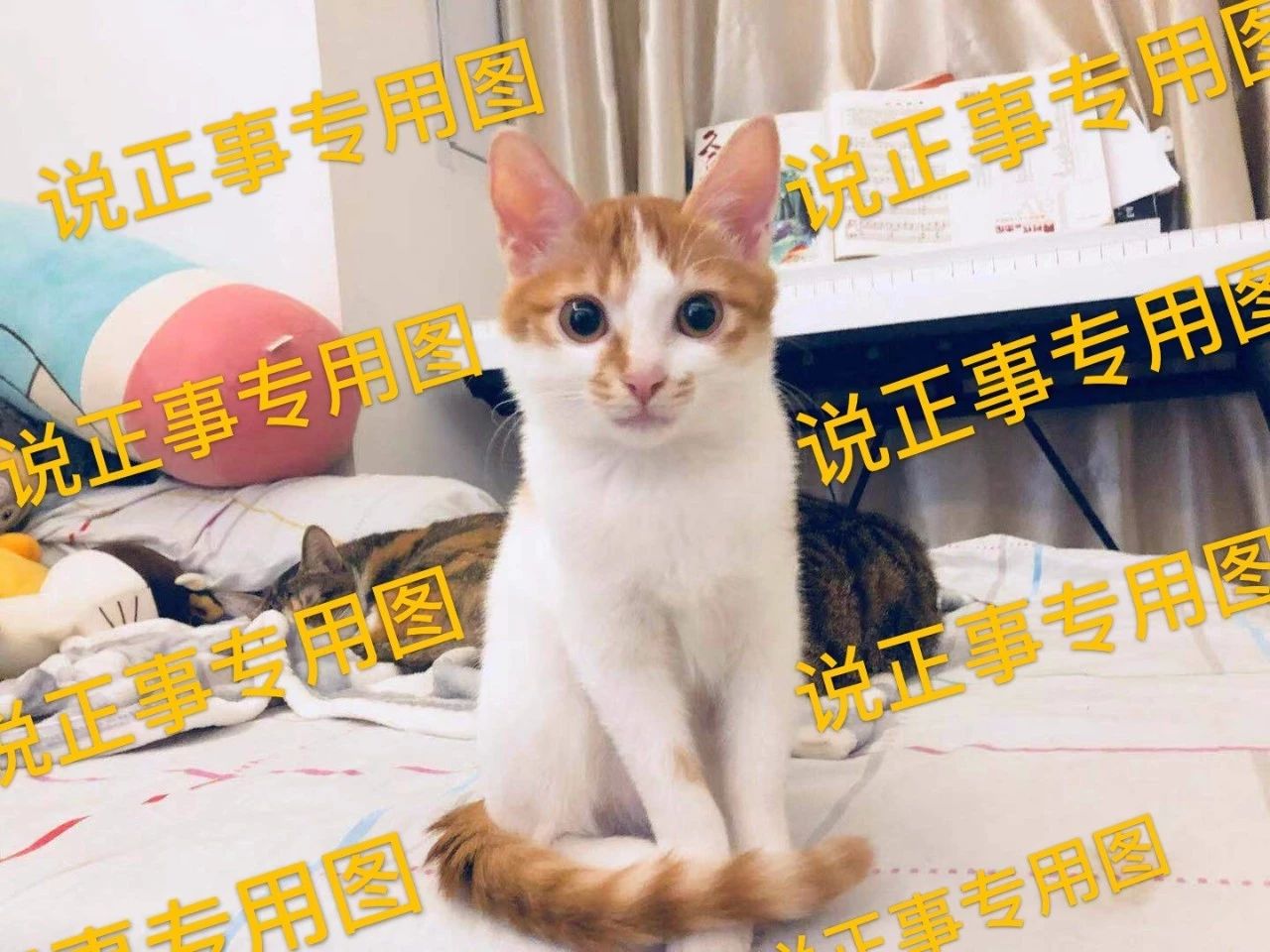 猫为什么不能喝牛奶而喝羊奶,小奶猫不让喝奶