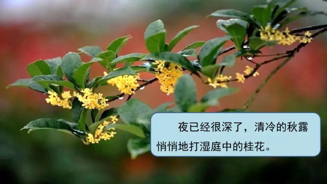 六年级下册10古诗三首ppt完整版,部编版六年级下册第三课古诗图解