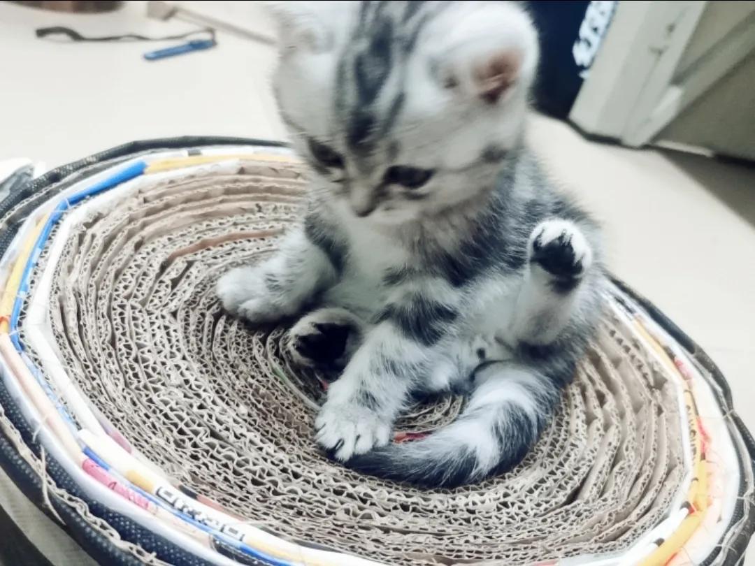 和宠物交流说什么,和宠物谈恋爱