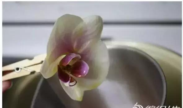 如何把新鲜的花弄成永生花,怎么才能将鲜花变干花