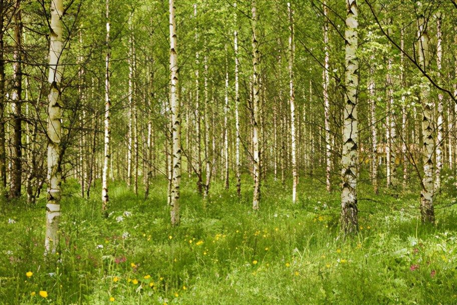 盘盘菜营养价值及功效,盘树对身体好吗