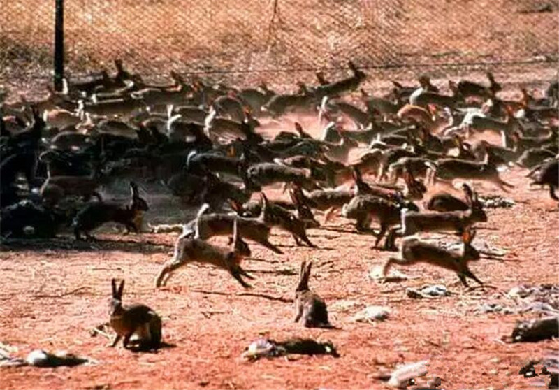 澳洲野兔泛滥成灾上演人兔大战,野兔在澳洲泛滥成灾多久了