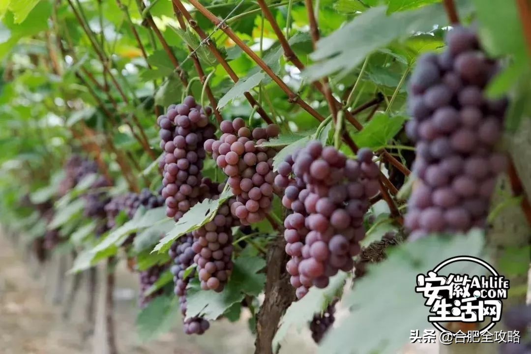 合肥是一座温暖的城市,合肥是一个有灵魂的城市