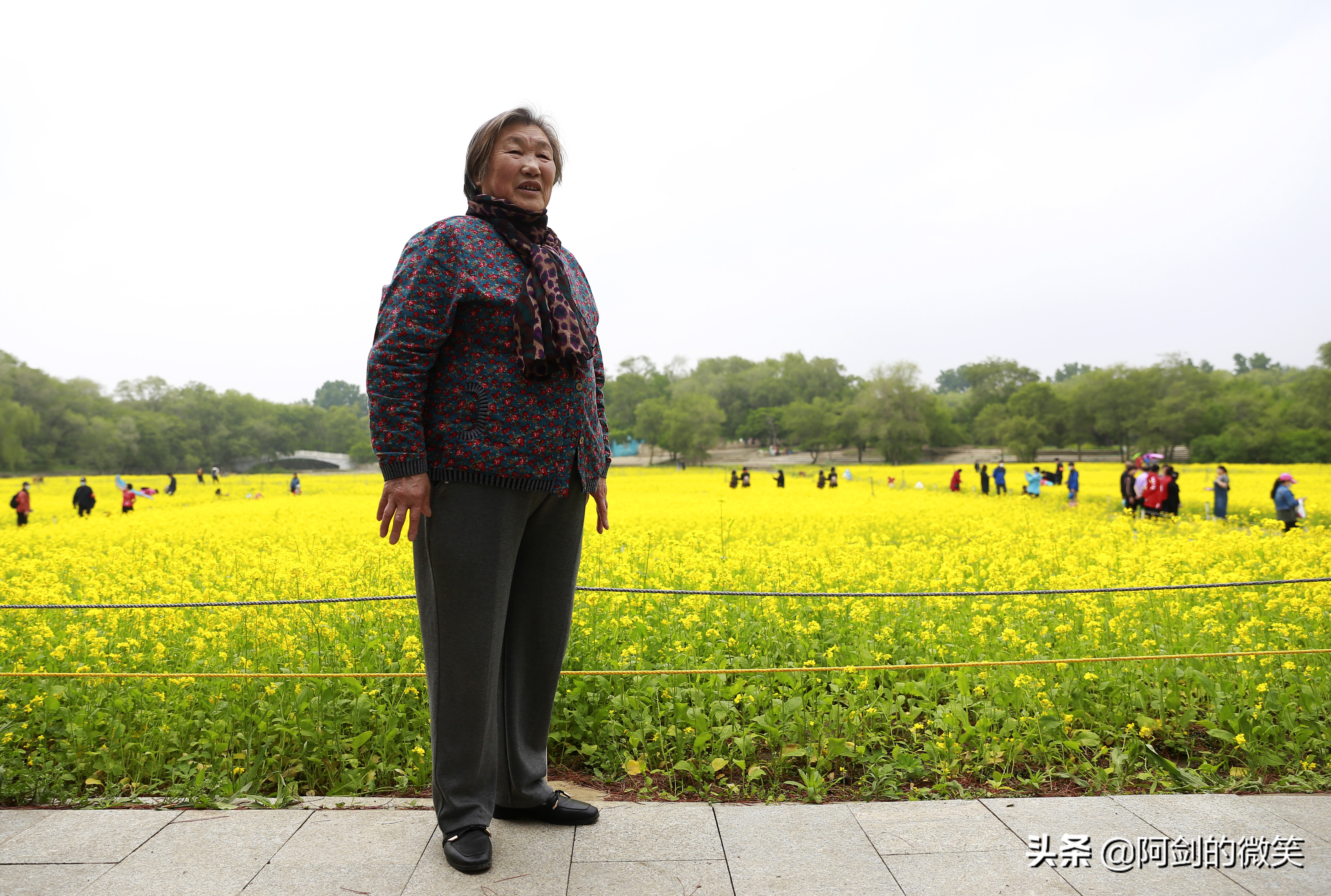 沈阳十一假期哪里有花海,沈阳玫瑰小镇温泉花海两日游