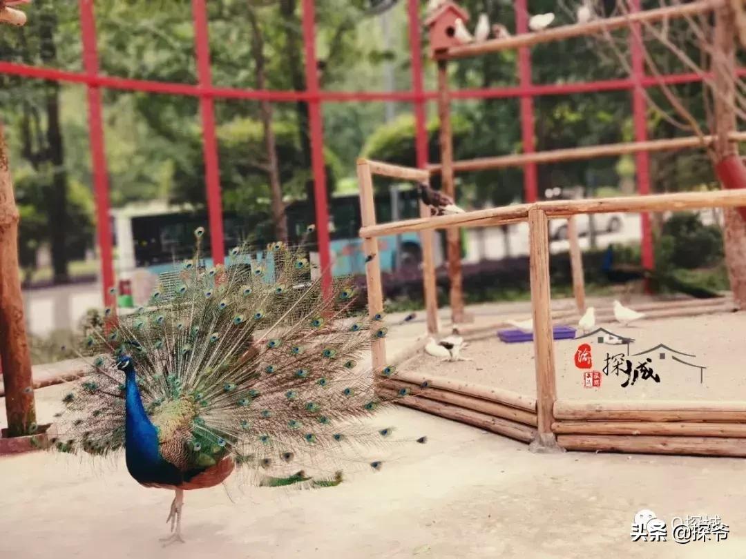 适合遛娃的地方重庆绿色星球,重庆150米神秘花园