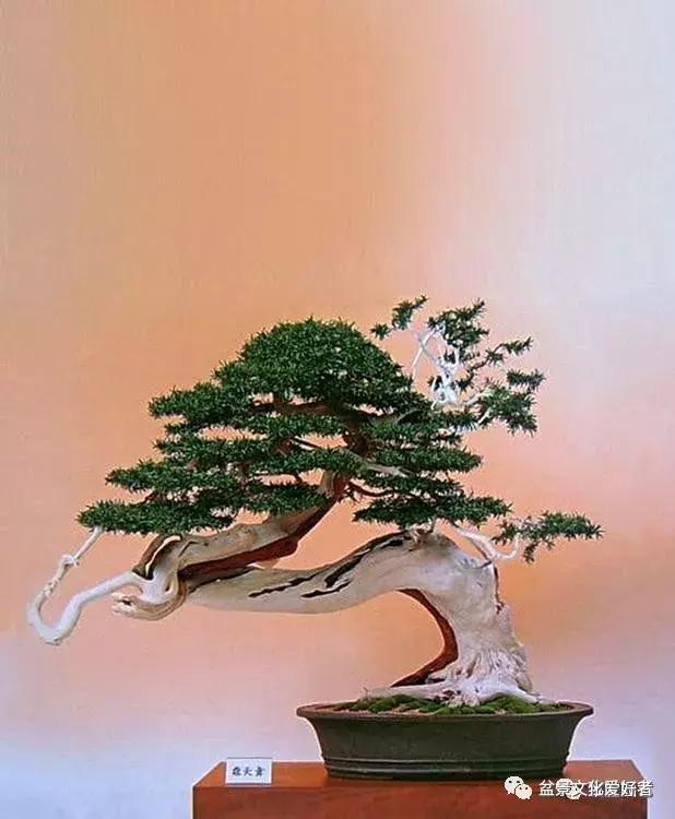 他山之石可以攻玉诗句,他山之石可以攻玉的作品