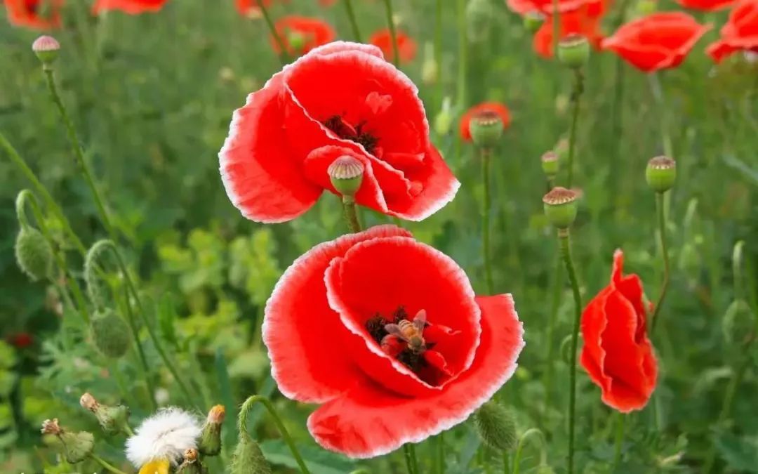 世界地图及各国国花,世界各国的国花完整版