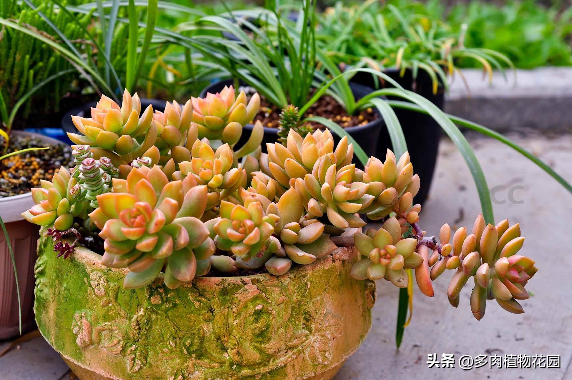 黄丽多肉植物怎么养,多肉植物黄丽养殖方法