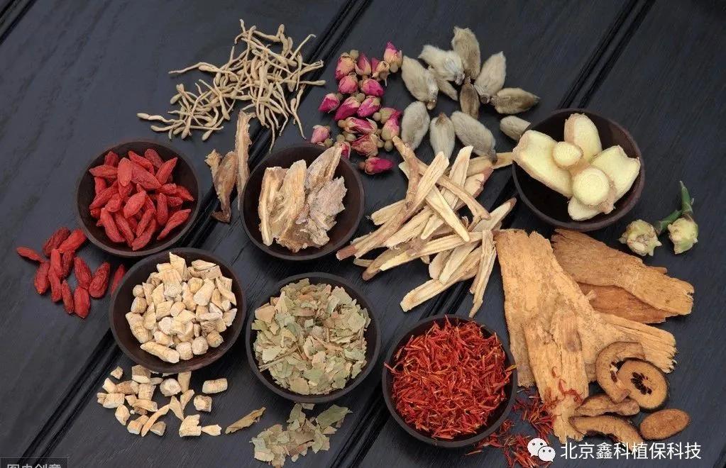 重楼根腐病用什么杀菌剂好,重楼根腐病救根护苗服务周到