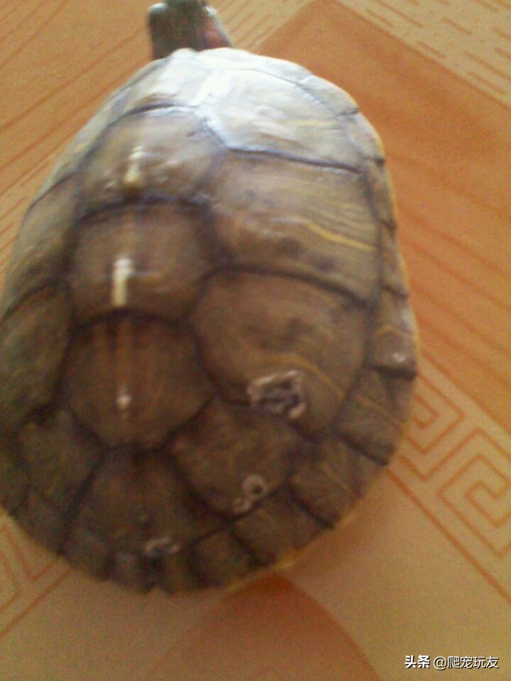 龟甲剥落,龟甲掉了还能生长吗