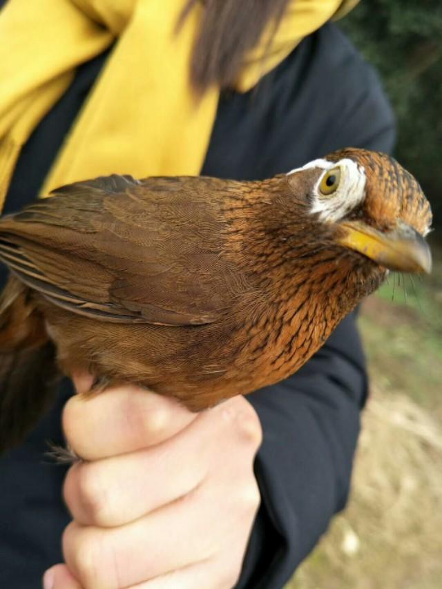 怎样识别一只画眉鸟的品种,一只好的画眉鸟怎样选图片