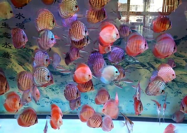 水族馆观赏鱼为什么卖得这么贵,市场上买的观赏鱼为什么不好养