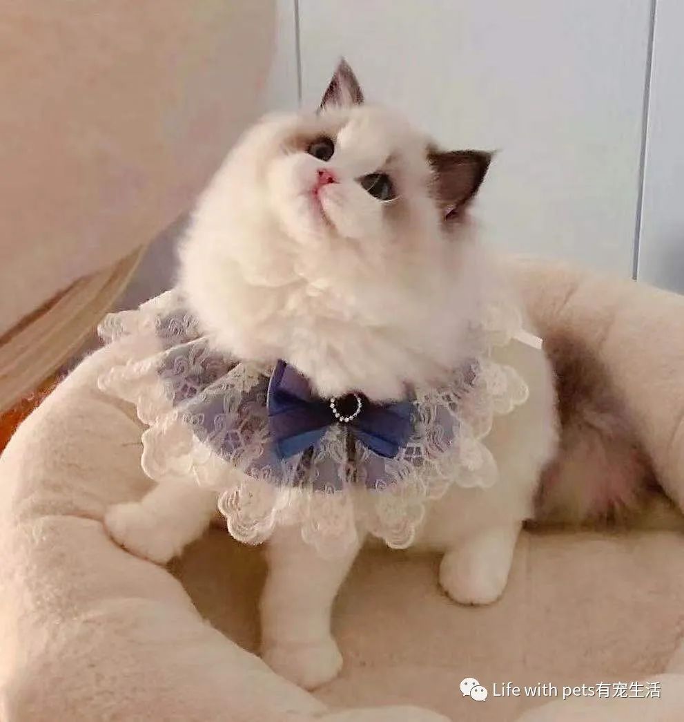 猫咪拉屎科普,猫咪屁屁的知识