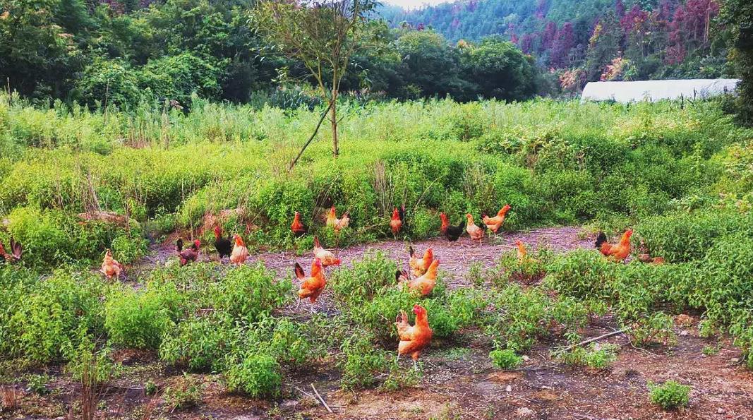 养鸡100万致富经视频,900元养鸡养猪