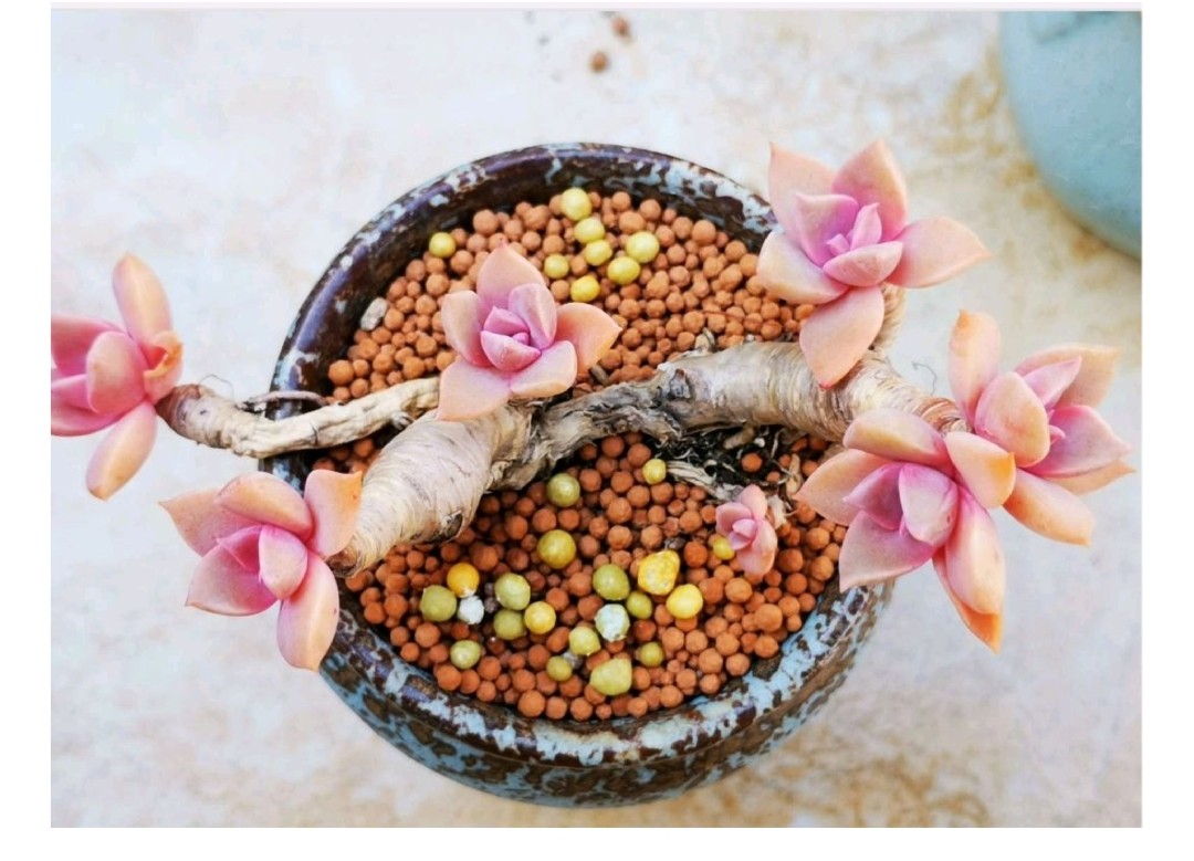 多肉爱长草怎么办,多肉爱火怎么养