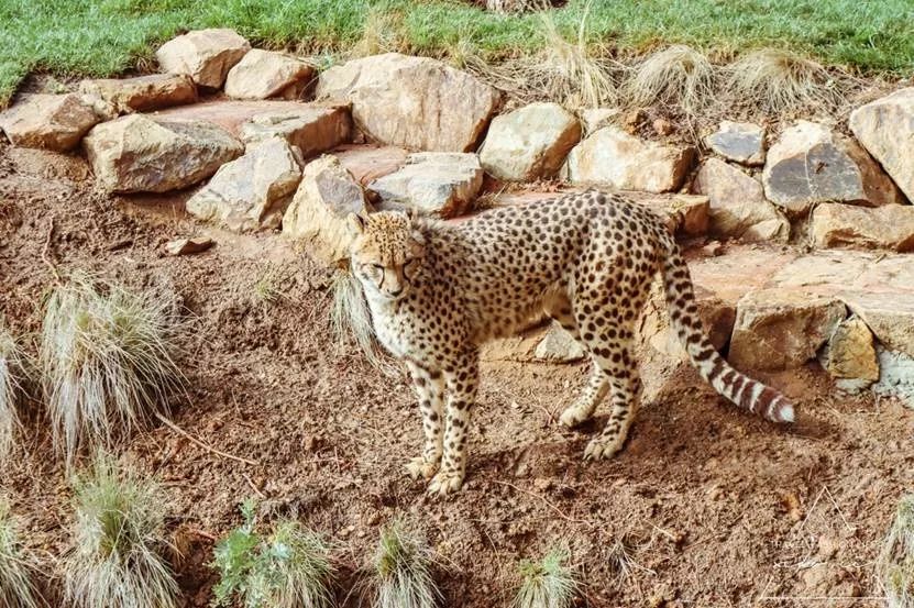 澳洲堪培拉景色,澳洲堪培拉动物园