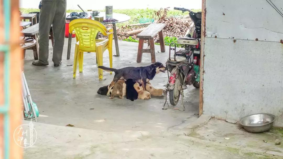 广州隐世峡谷游玩攻略,广州要坐船才能登的小岛