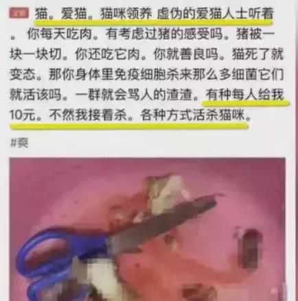 虐猫怎么处理最好,为什么虐猫的越来越多了