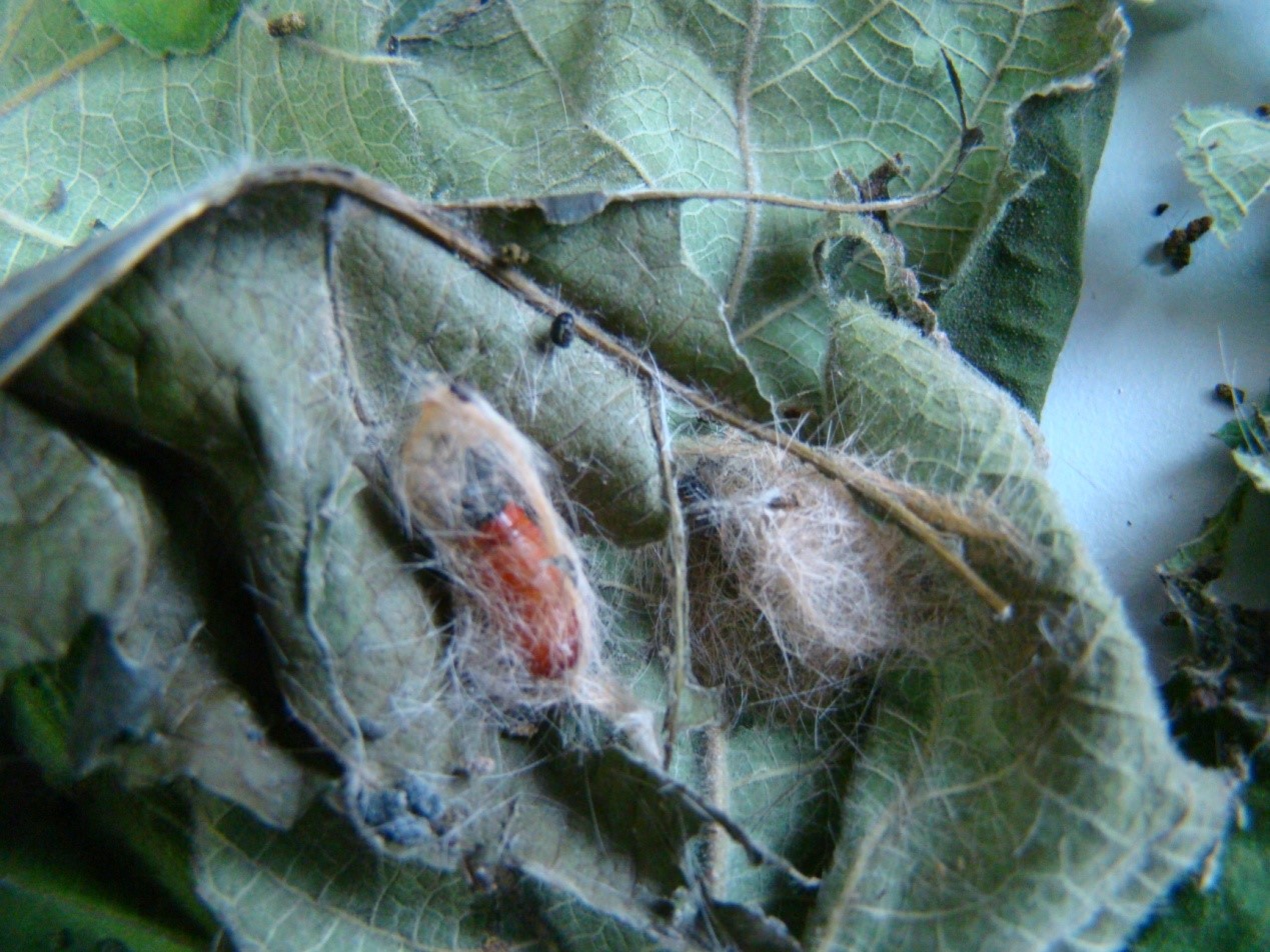 这个秋天碰到白色毛毛虫了吗？其实它们来自大洋彼岸