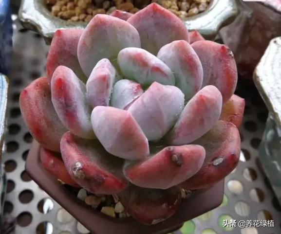 如何把多肉养得胖胖的,怎么能把多肉养得胖胖的