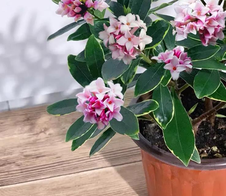 冬季快开花的金边瑞香放在哪里好,金边瑞香只长新芽不开花什么原因