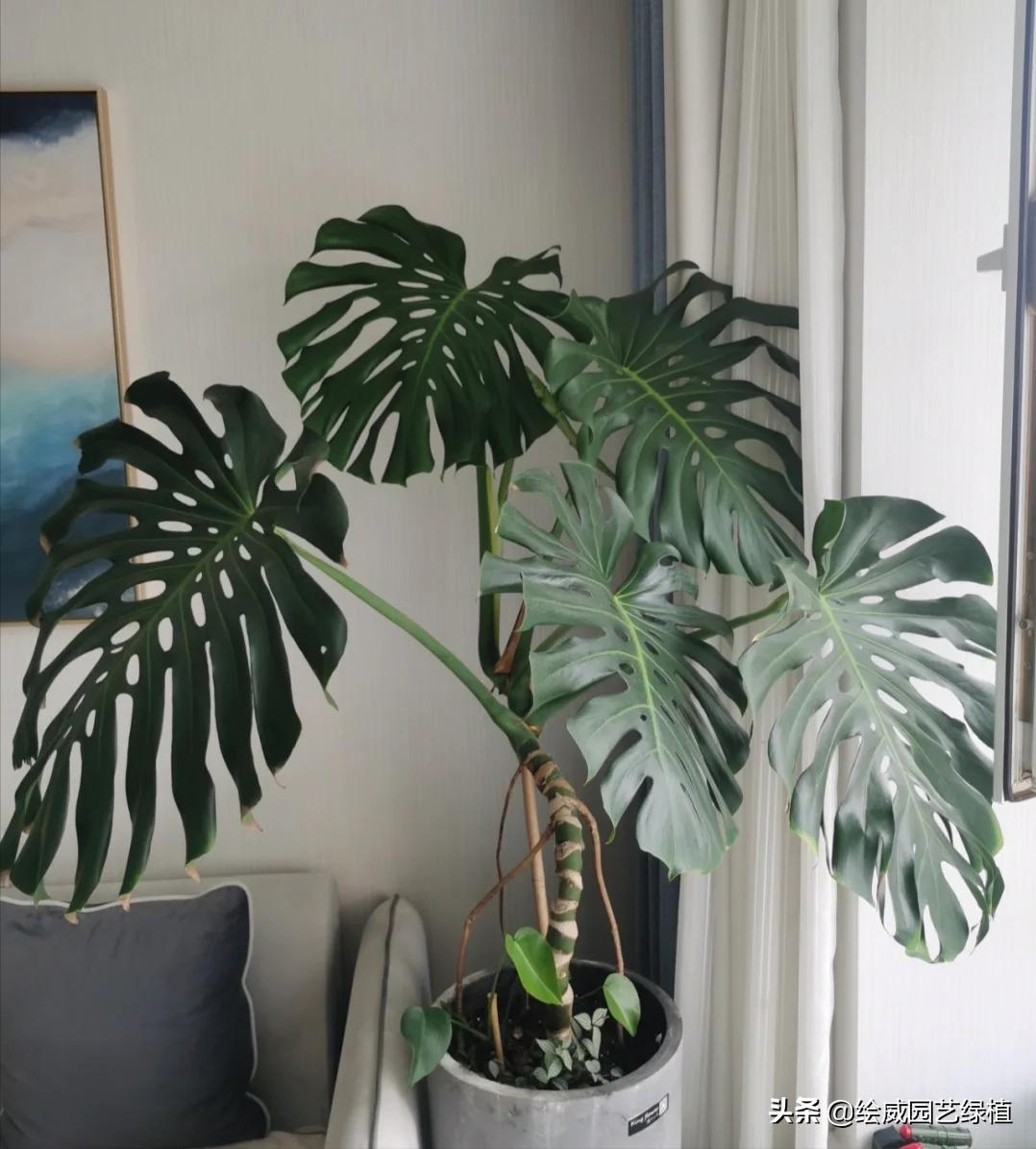 龟背竹养护的正确方法,龟背竹的叶片大而油绿