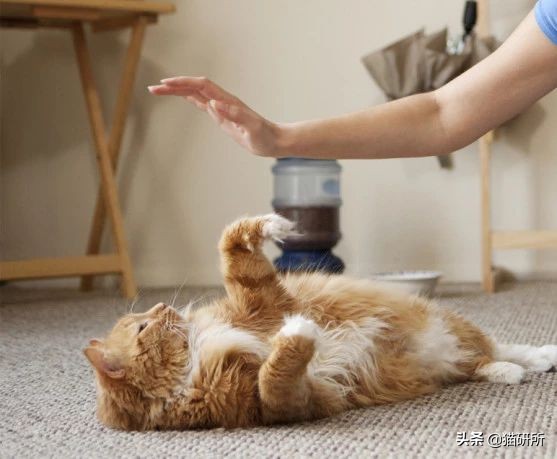 猫咪被家暴怎么走出心理阴影,对猫实施过暴力怎么办