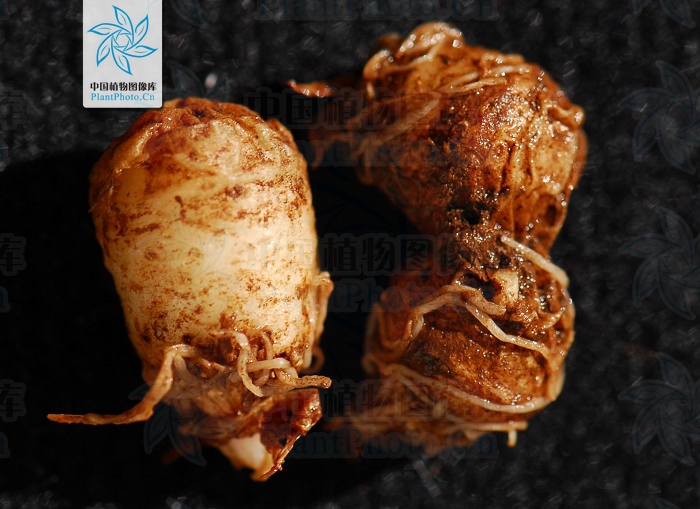 花开半夏许半夏晕倒,花开半夏中半夏结局