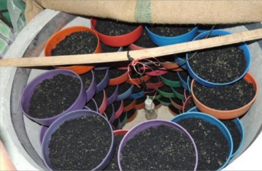 食用蟋蟀养殖赚钱吗农村,食用蟋蟀养殖