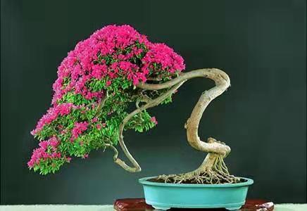 三角梅盆景入门就是这七步,三角梅盆景造型怎样才不会断