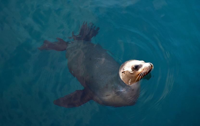 海底1万米处压力是多少,海底一千米压强有多大
