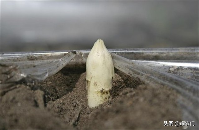 白芦笋种植产量,白芦笋最低产量