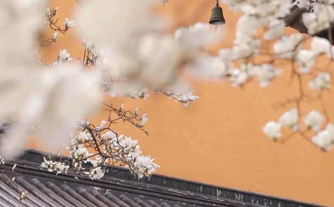 赘婿热门爽剧,赘婿江宁拍摄地是哪里