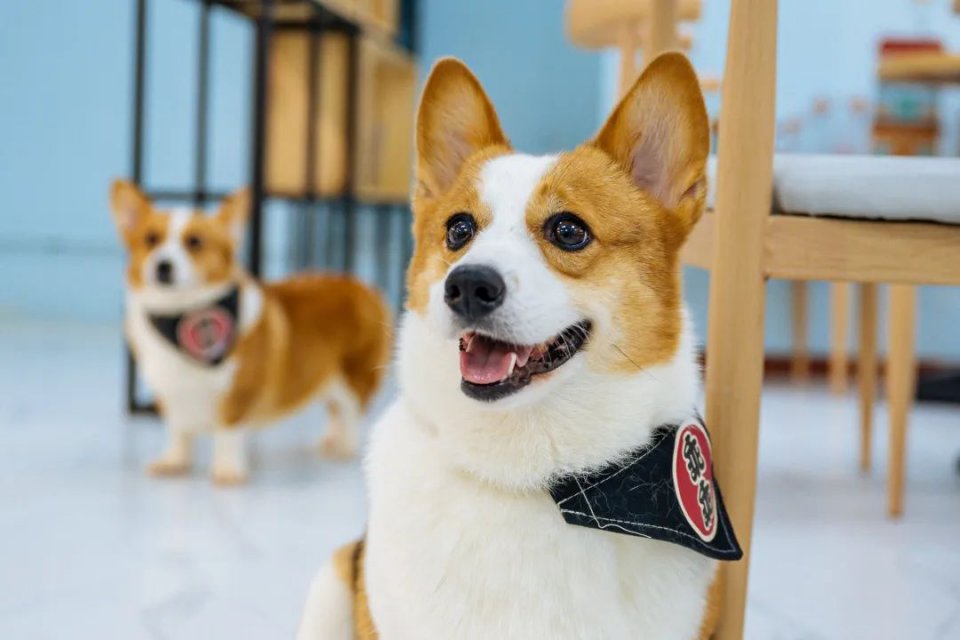 吸屁屁，短腿大耳肉嘟嘟，这家店进去就出不来了…