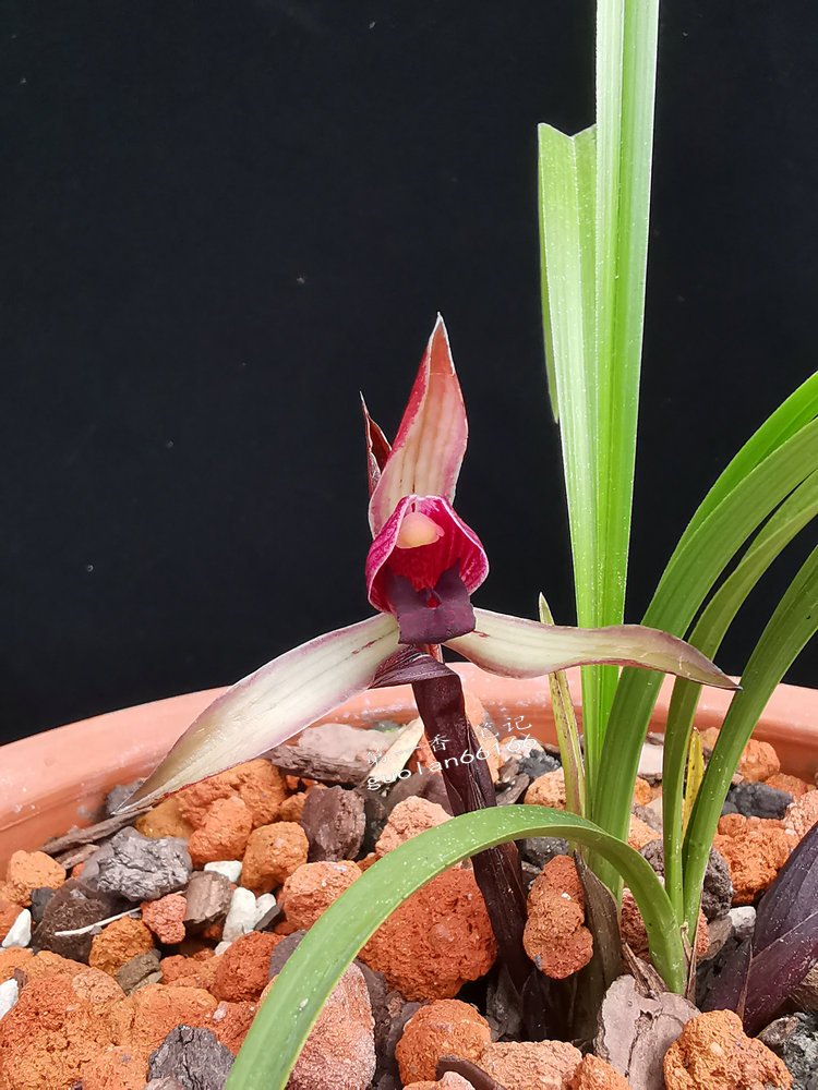 鑺卞紑娆ｈ祻鍥剧墖,鑺卞紑娆ｈ祻