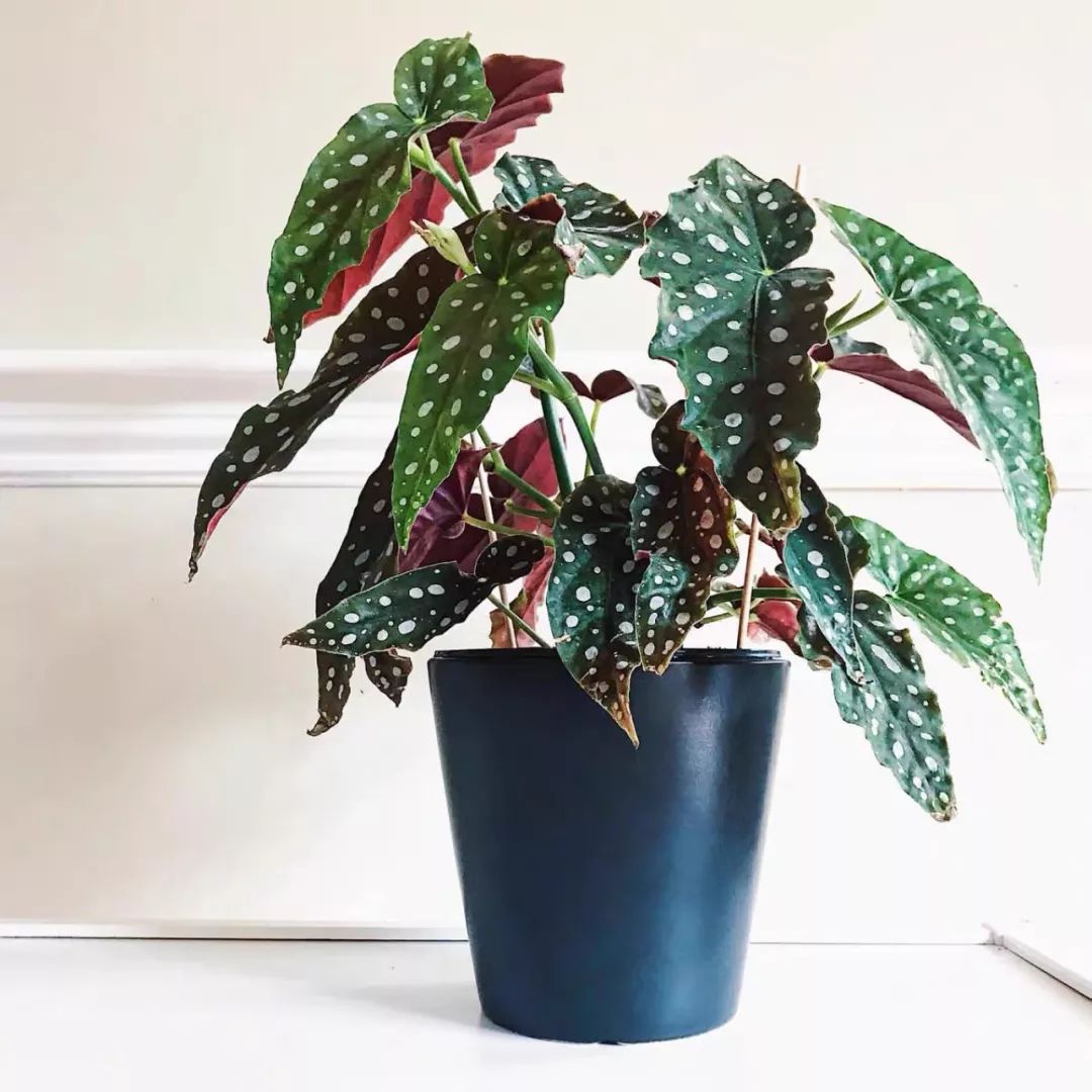 94种常见唯美观叶植物,会开花的绿色硬叶植物