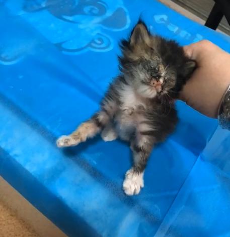 捡到的小奶猫眼睛流脓,捡到的小奶猫眼睛一直有眼屎