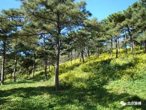 北京国家森林公园风景,画说北京故事