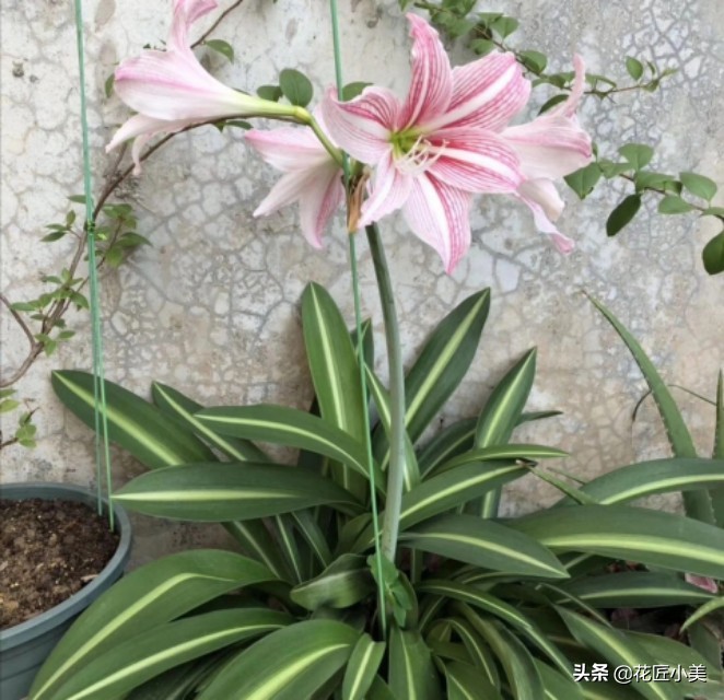 朱顶红花种球的种植方法,朱顶红花谢后种球怎么处理