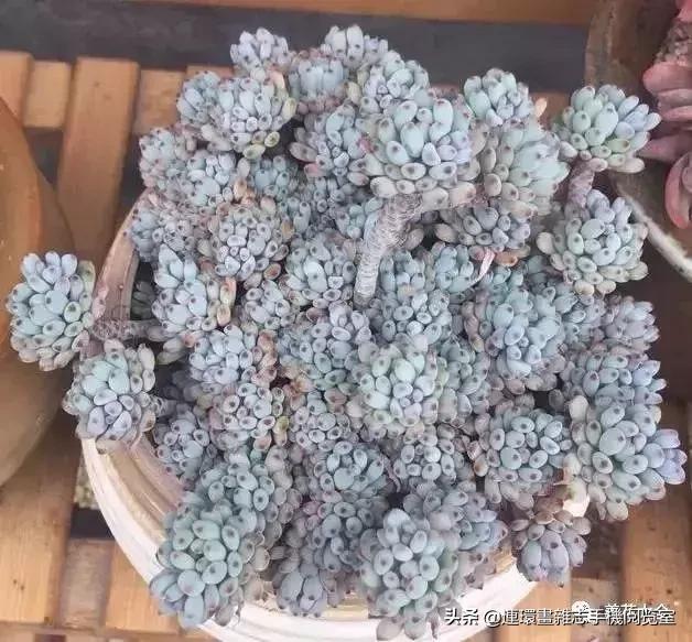 365种多肉图谱大全,365种鲜花图册大全