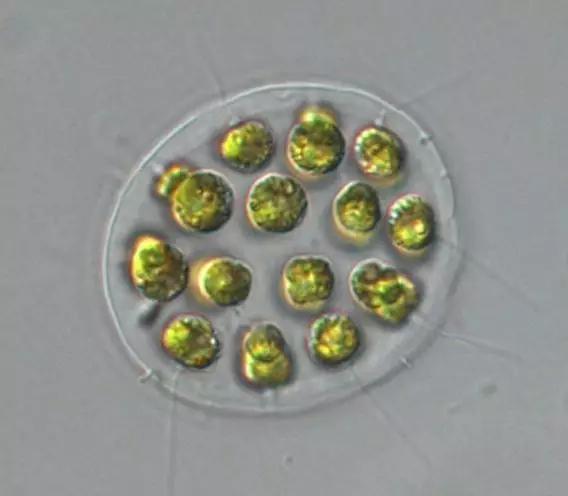 水产养殖业藻类的生命周期,水产养殖常见藻类植物