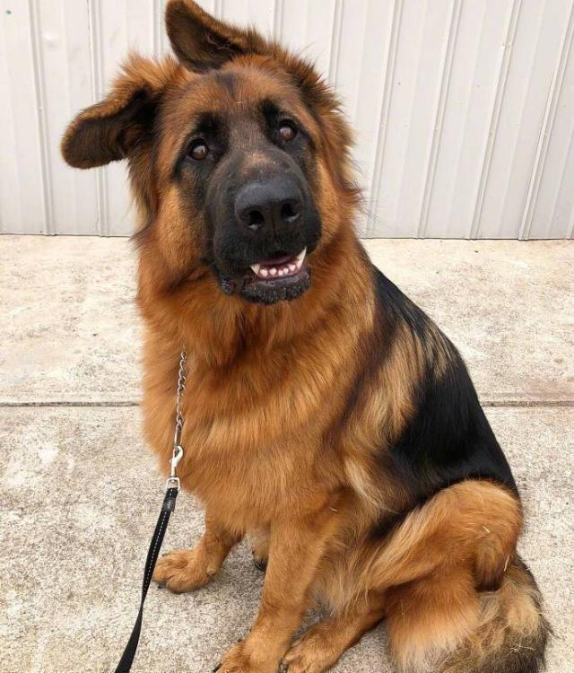 德牧看起来害怕,德牧很吓人吗为什么