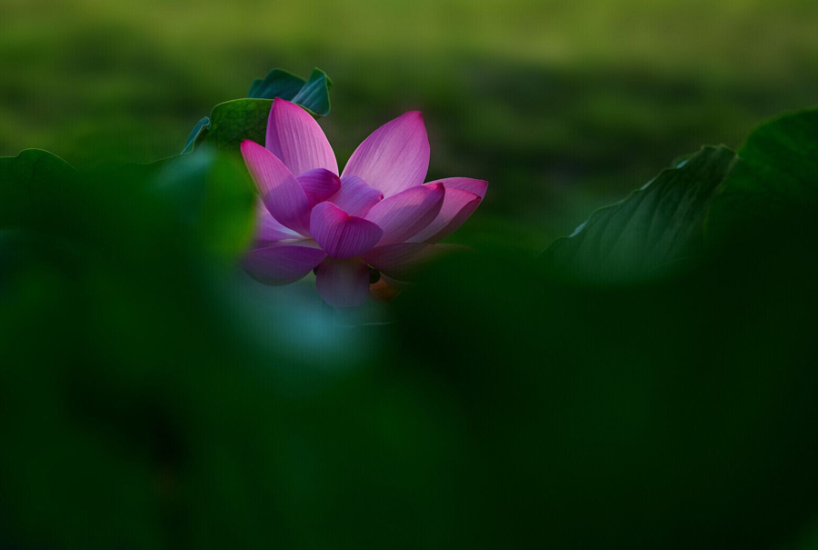 鹤城印象荷花图片,鹤城区看荷花